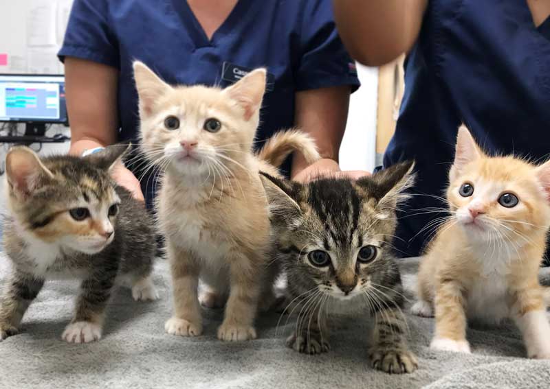 Carousel Slide 3: Cat veterinary care