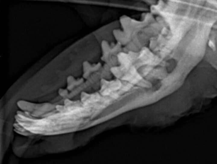 Digital Dental Radiology